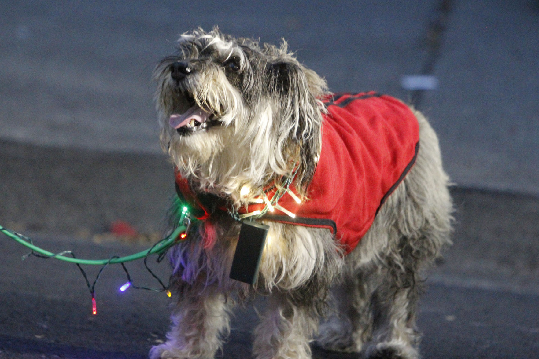 Napa Christmas parade